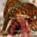 shell_res_h_0705_png0298.jpg